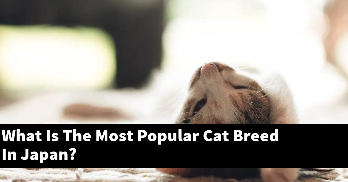 What Is The Most Popular Cat Breed In Japan?