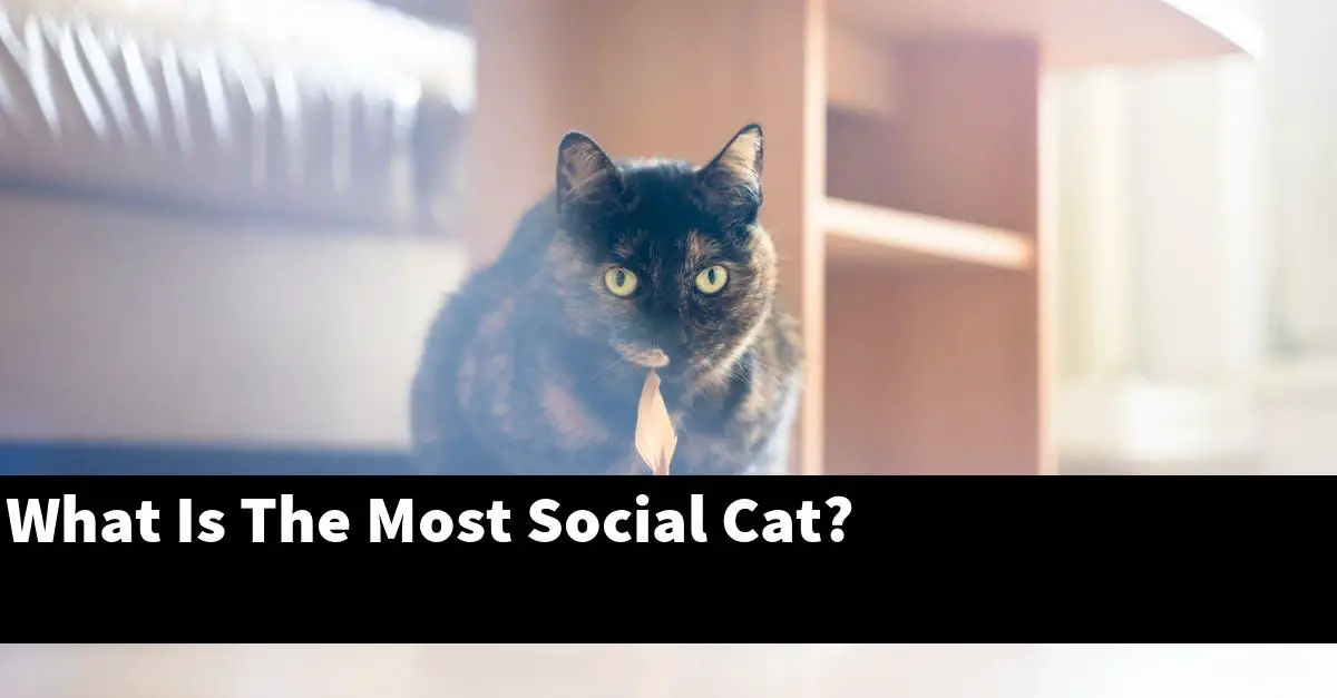 What Is The Most Social Cat?