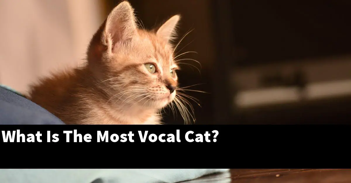 What Is The Most Vocal Cat?