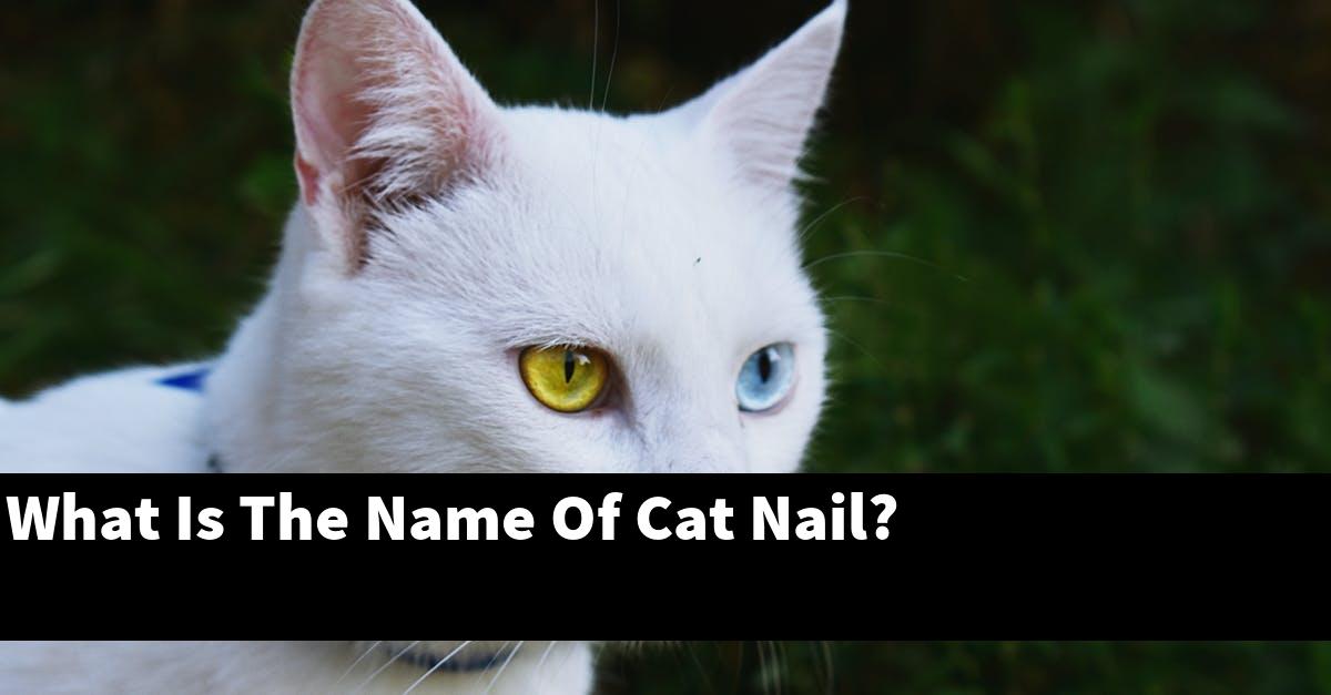 What Is The Name Of Cat Nail?
