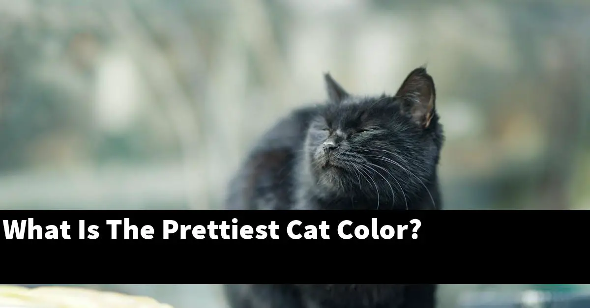 What Is The Prettiest Cat Color?