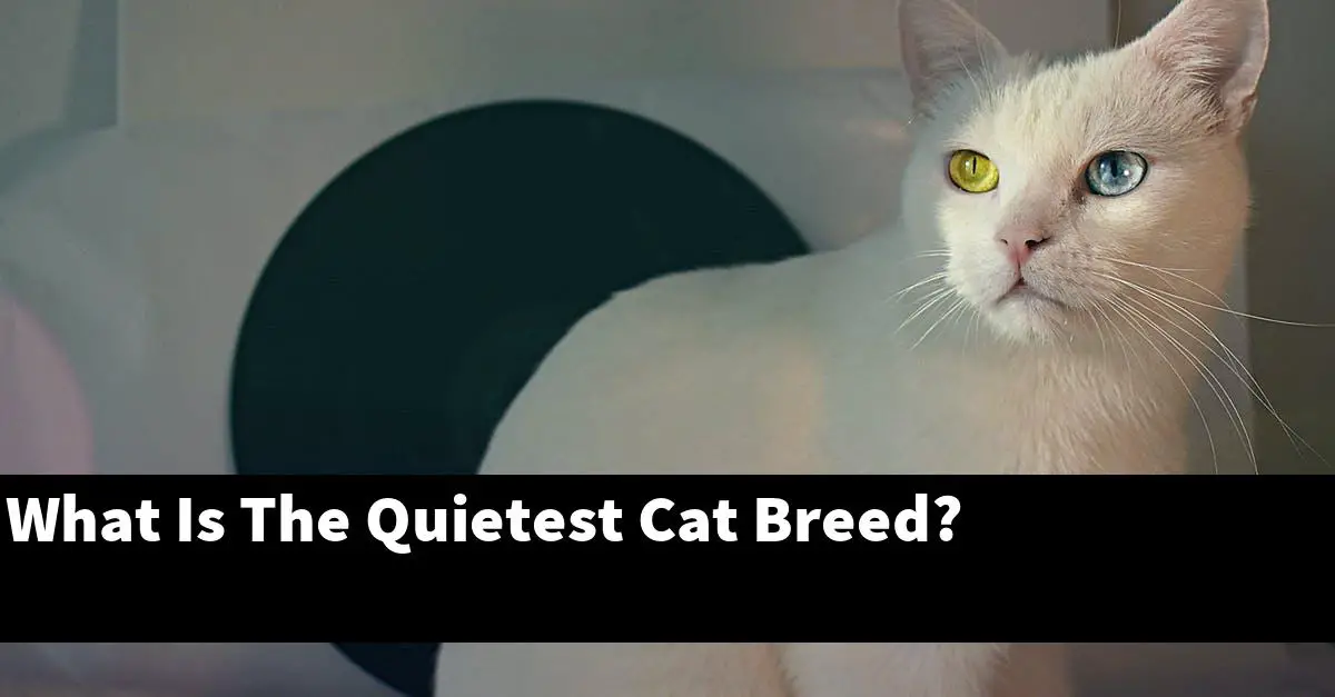 What Is The Quietest Cat Breed?