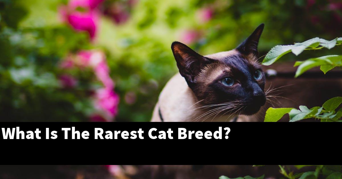 What Is The Rarest Cat Breed?