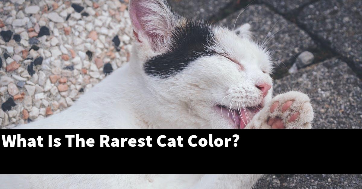 What Is The Rarest Cat Color?