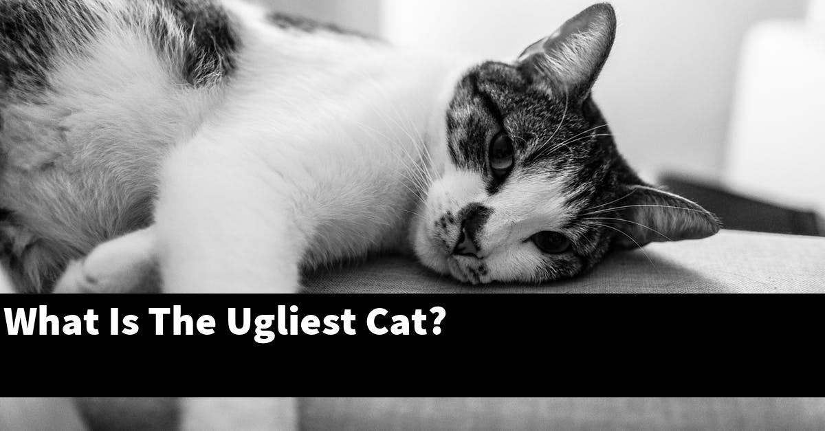 What Is The Ugliest Cat?