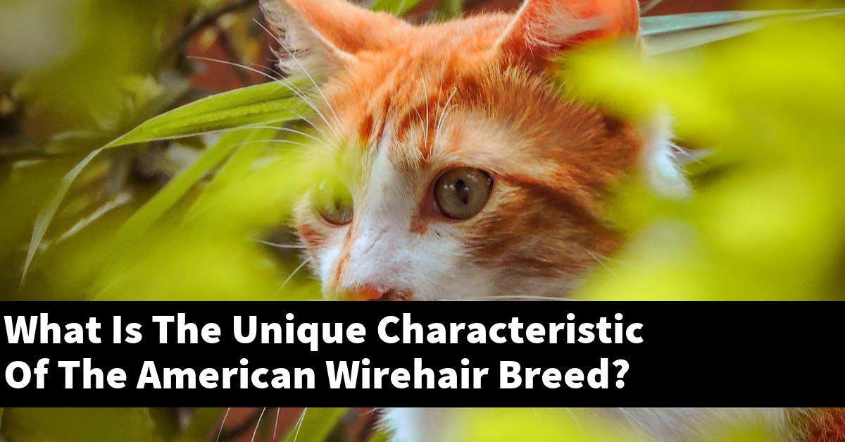 What Is The Unique Characteristic Of The American Wirehair Breed?