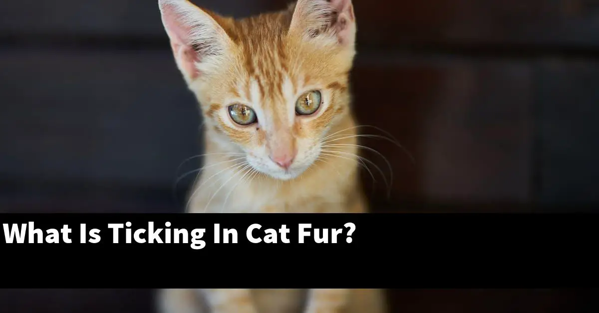 What Is Ticking In Cat Fur?
