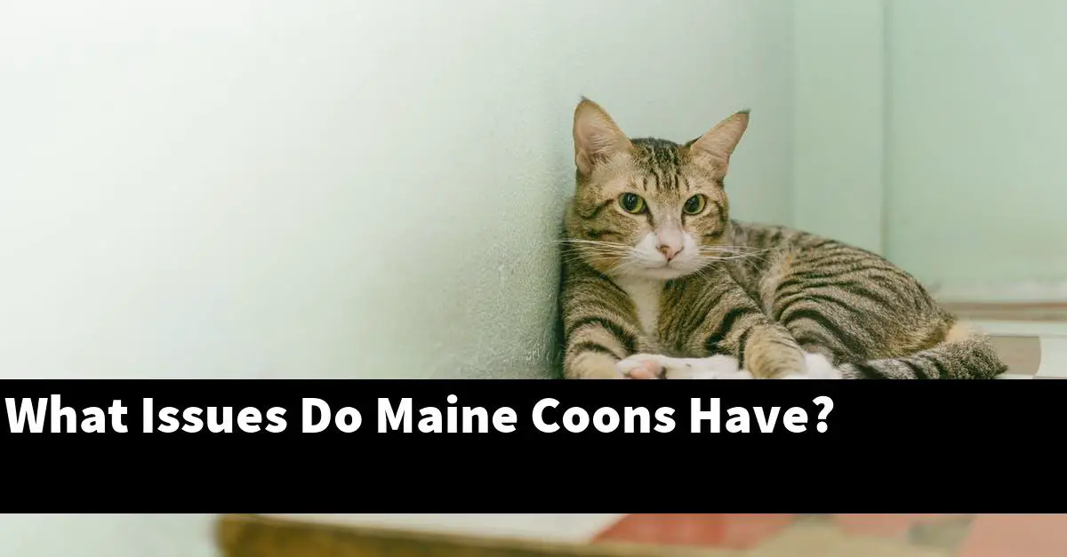 What Issues Do Maine Coons Have?
