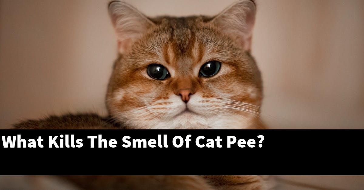 What Kills The Smell Of Cat Pee?
