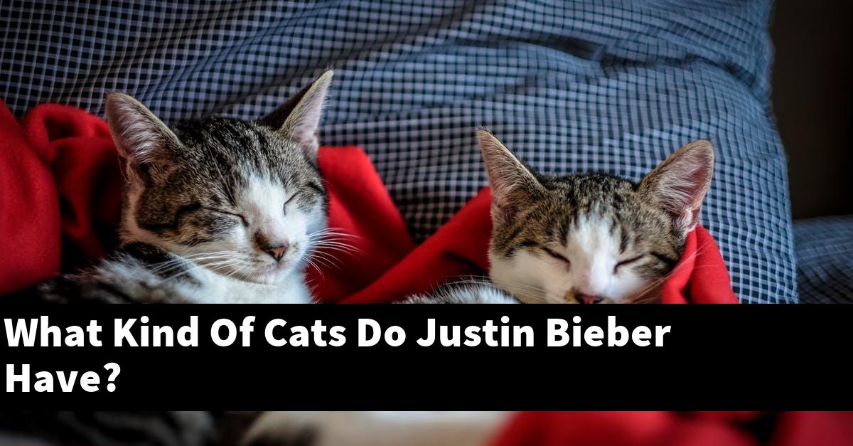 What Kind Of Cats Do Justin Bieber Have?