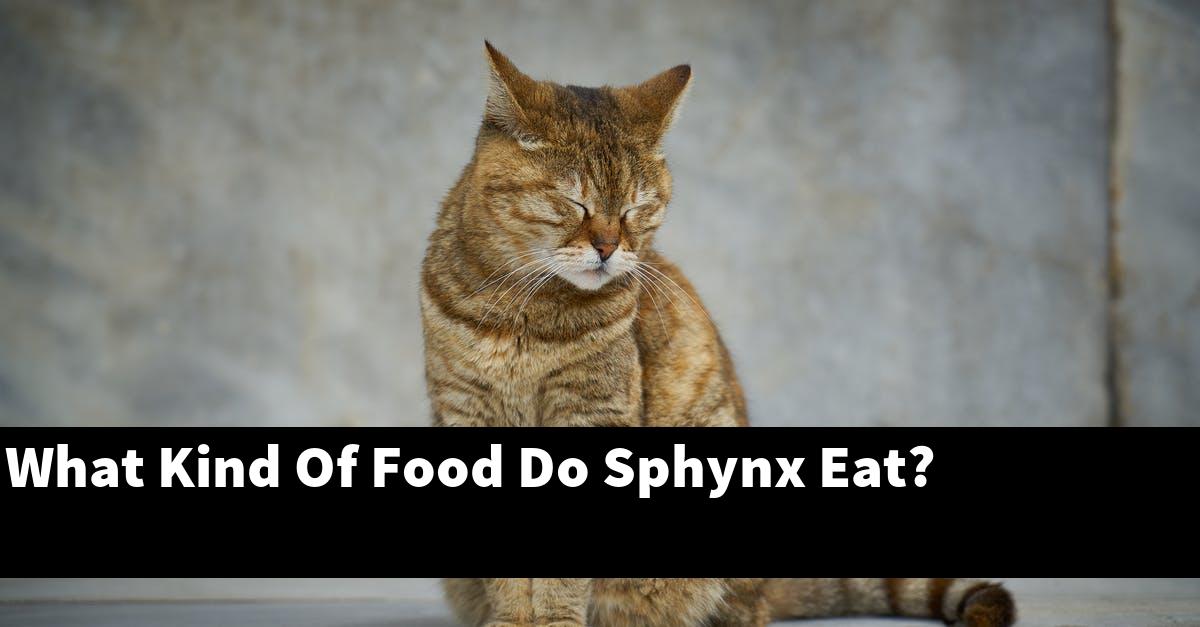 What Kind Of Food Do Sphynx Eat?