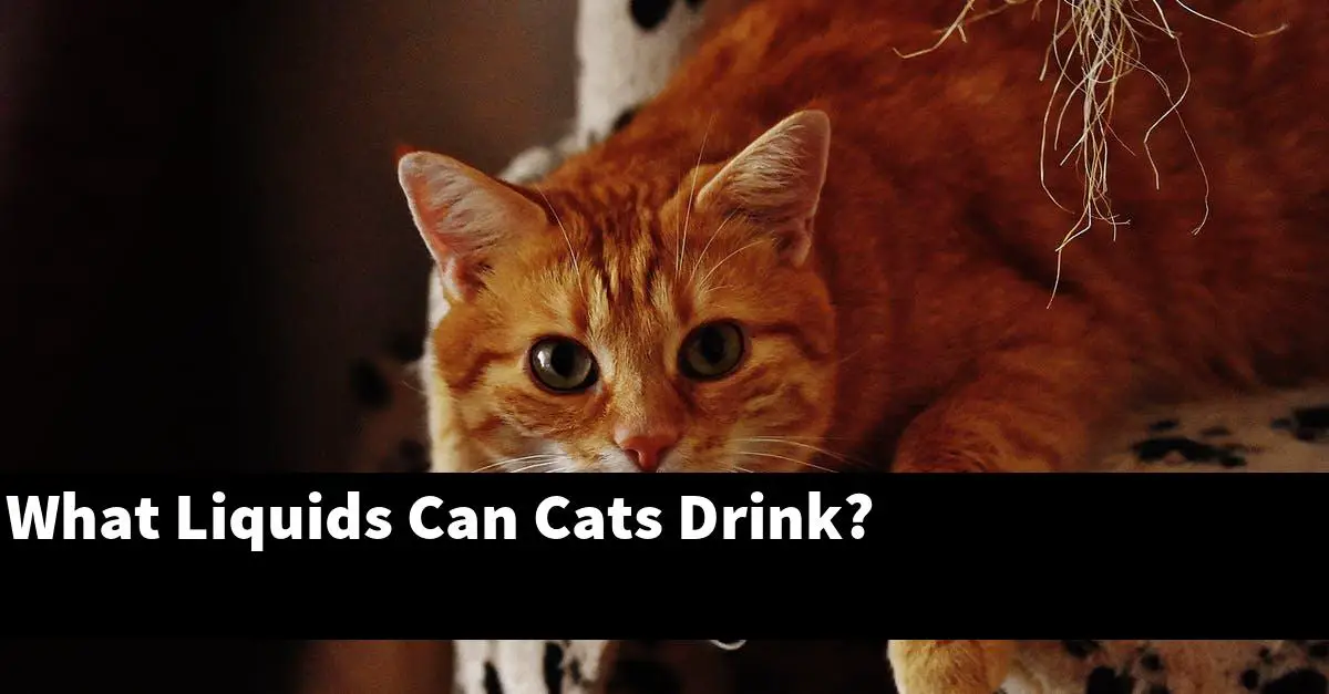 What Liquids Can Cats Drink?