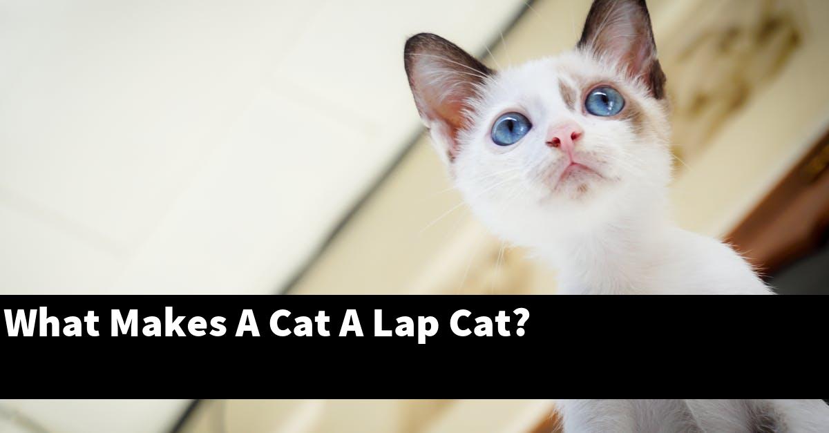 What Makes A Cat A Lap Cat?