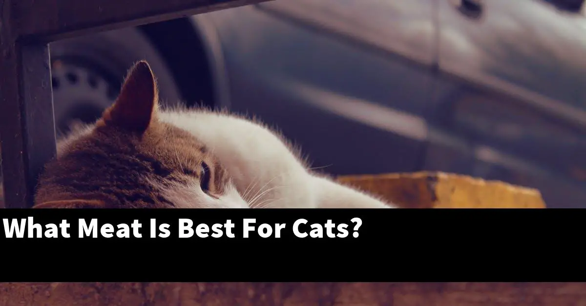 What Meat Is Best For Cats?