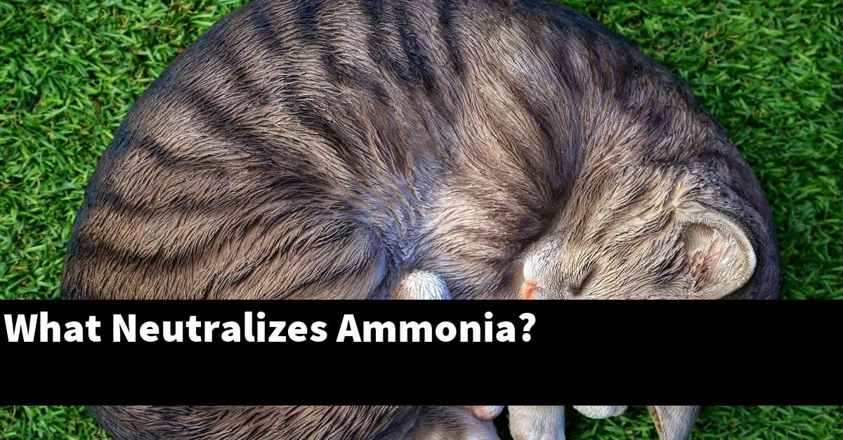 What Neutralizes Ammonia?
