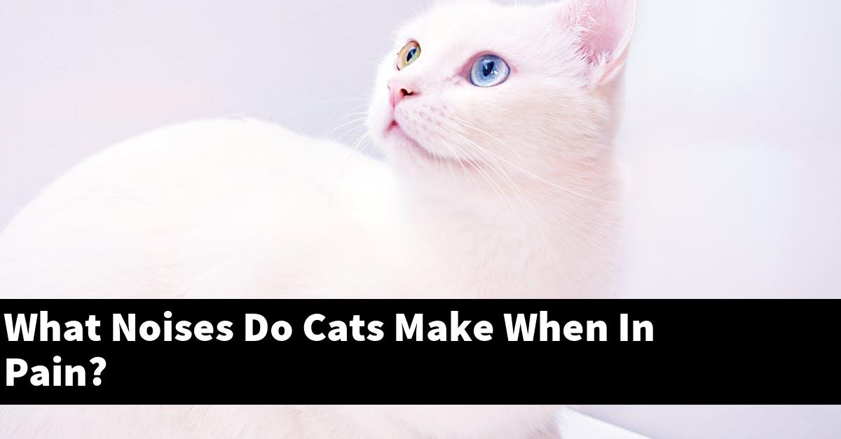 What Noises Do Cats Make When In Pain?