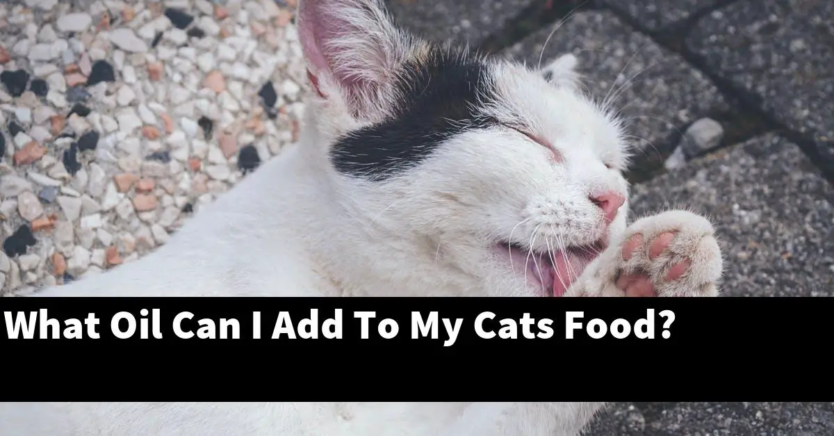 What Oil Can I Add To My Cats Food?