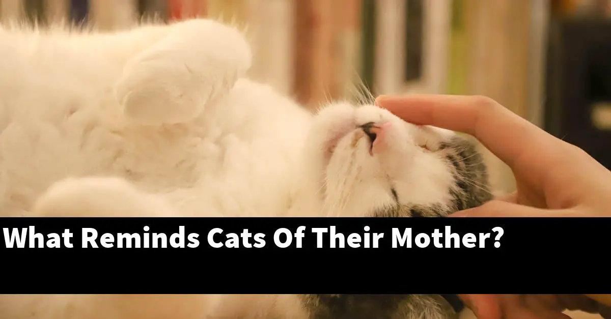 What Reminds Cats Of Their Mother?