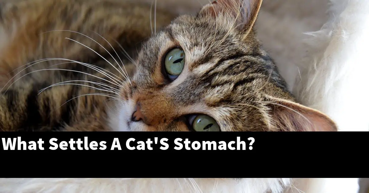 What Settles A Cat'S Stomach?