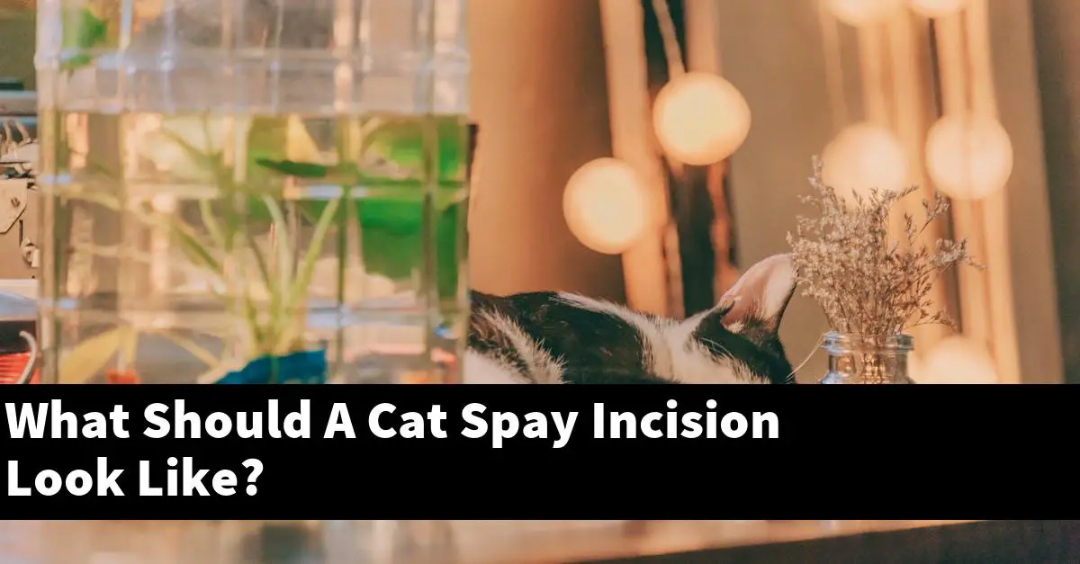 What Should A Cat Spay Incision Look Like?