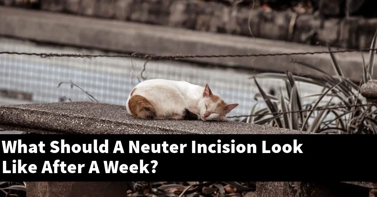 What Should A Neuter Incision Look Like After A Week?