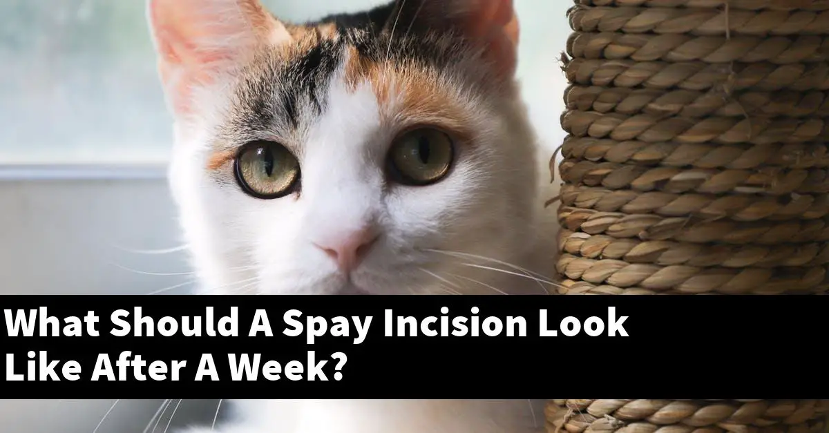 What Should A Spay Incision Look Like After A Week?