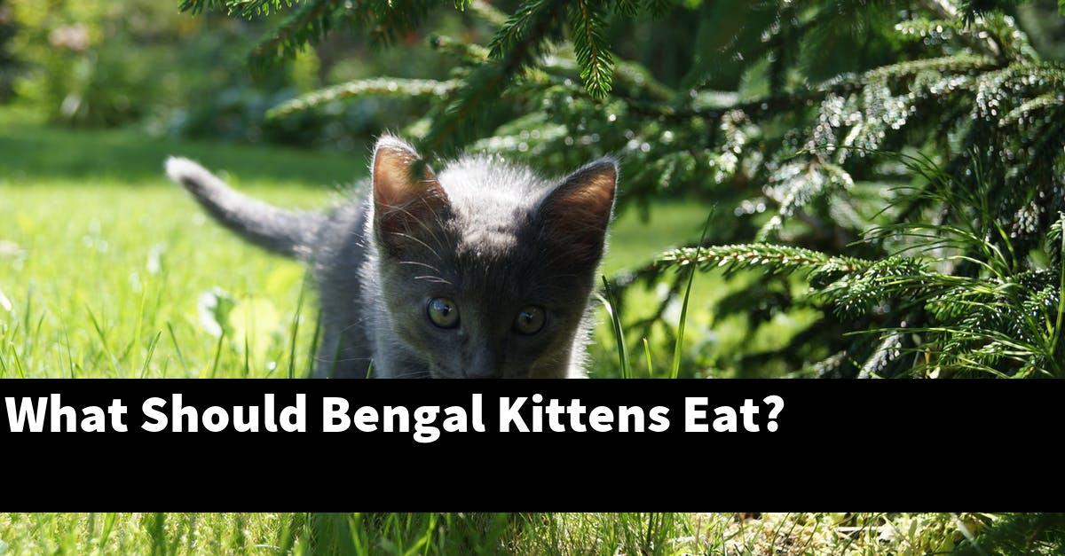 What Should Bengal Kittens Eat?