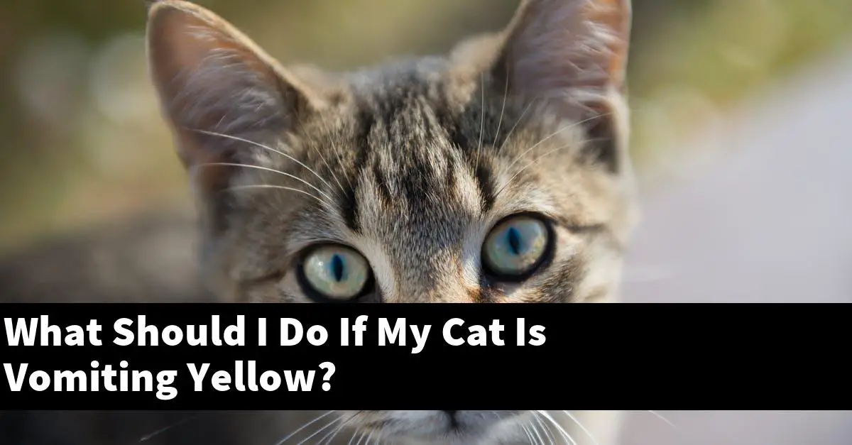 What Should I Do If My Cat Is Vomiting Yellow?