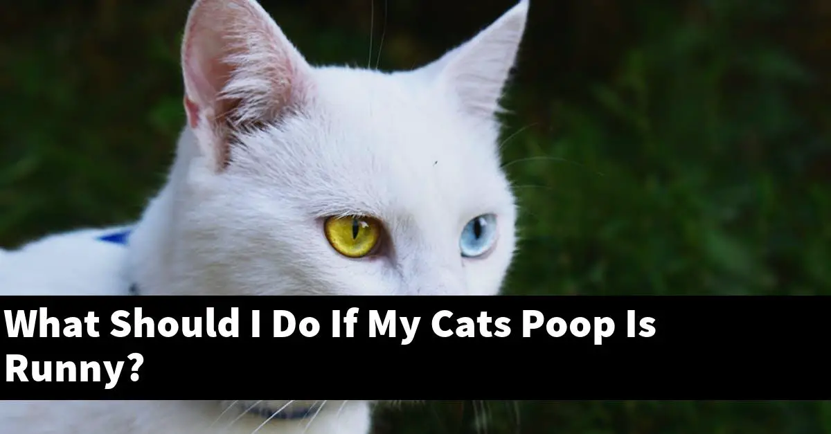 What Should I Do If My Cats Poop Is Runny?