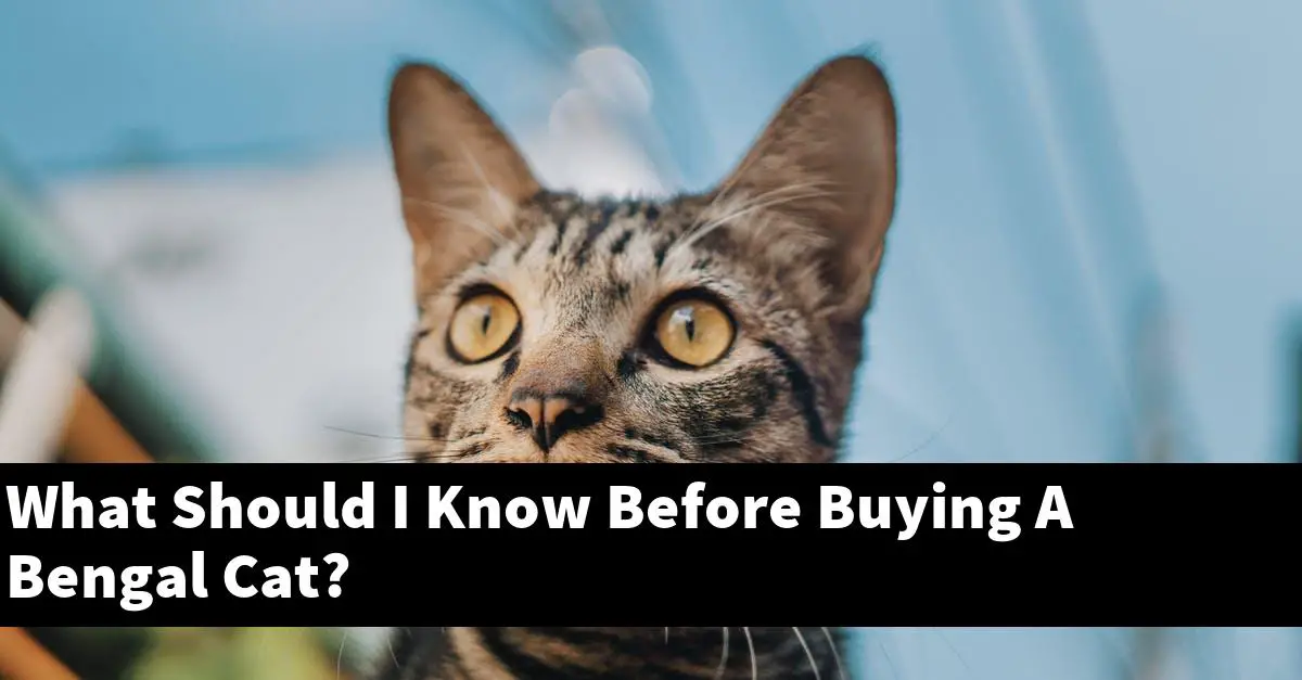 What Should I Know Before Buying A Bengal Cat?