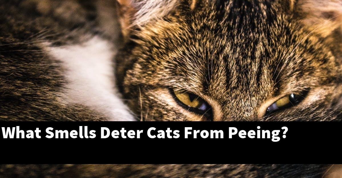 What Smells Deter Cats From Peeing?