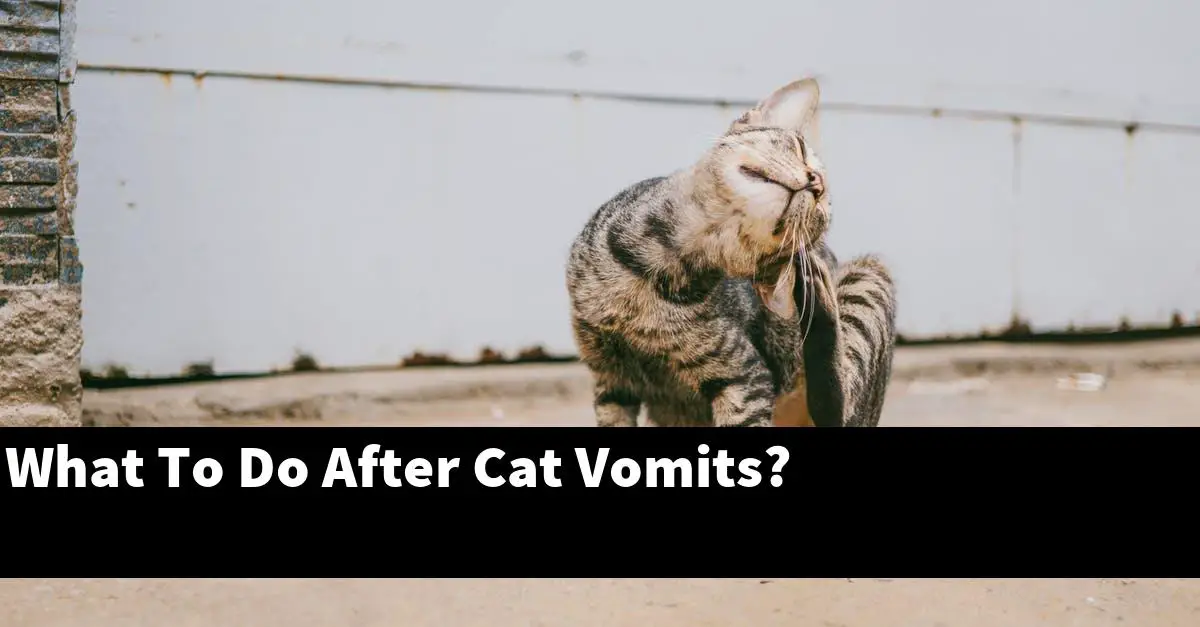 What To Do After Cat Vomits?