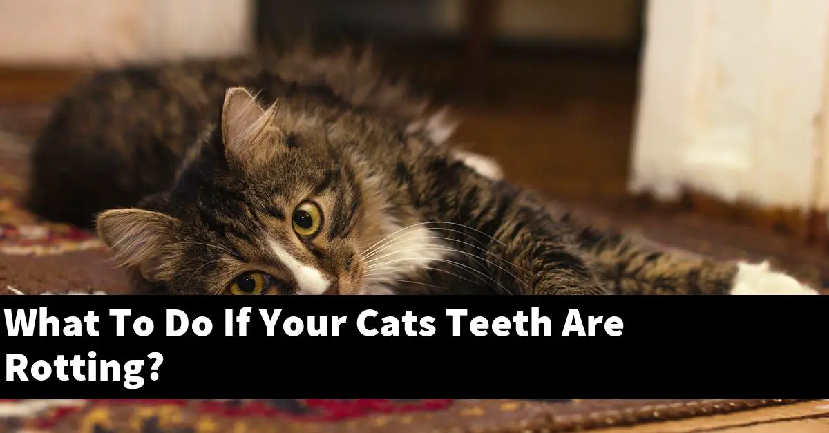 What To Do If Your Cats Teeth Are Rotting?