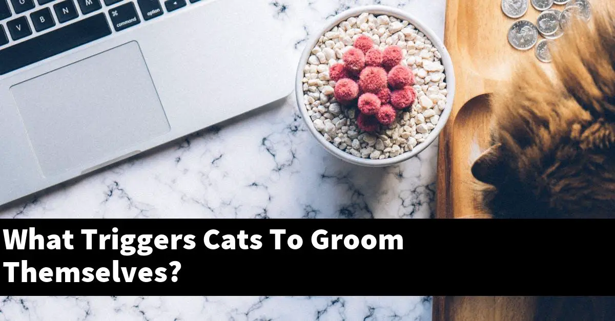 What Triggers Cats To Groom Themselves?