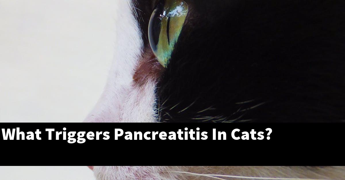 What Triggers Pancreatitis In Cats?