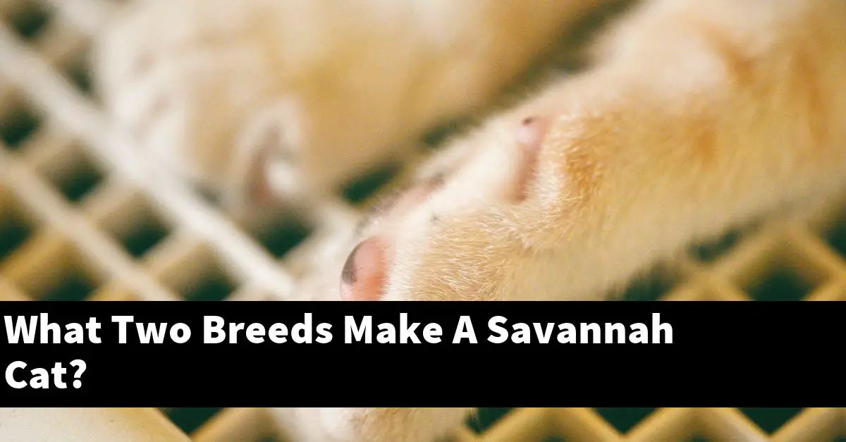 What Two Breeds Make A Savannah Cat?