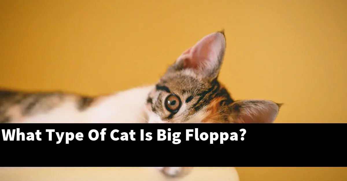 What Type Of Cat Is Big Floppa?