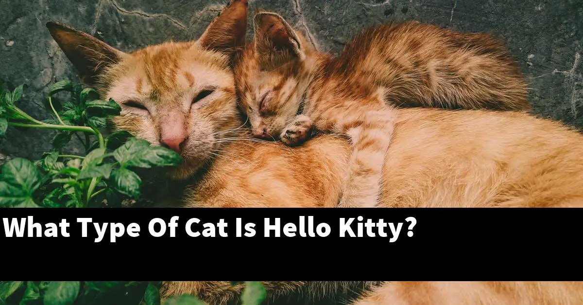 What Type Of Cat Is Hello Kitty?