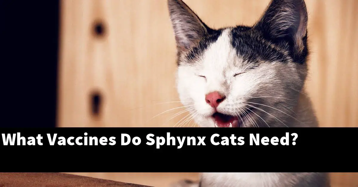 What Vaccines Do Sphynx Cats Need?