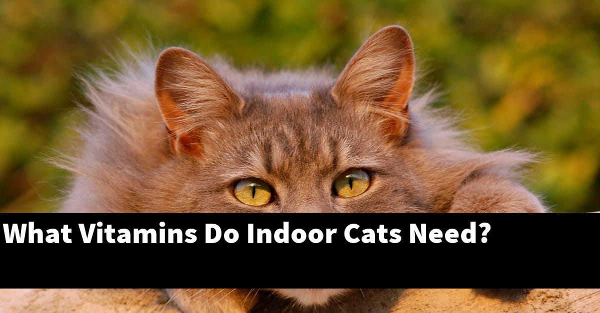 What Vitamins Do Indoor Cats Need?