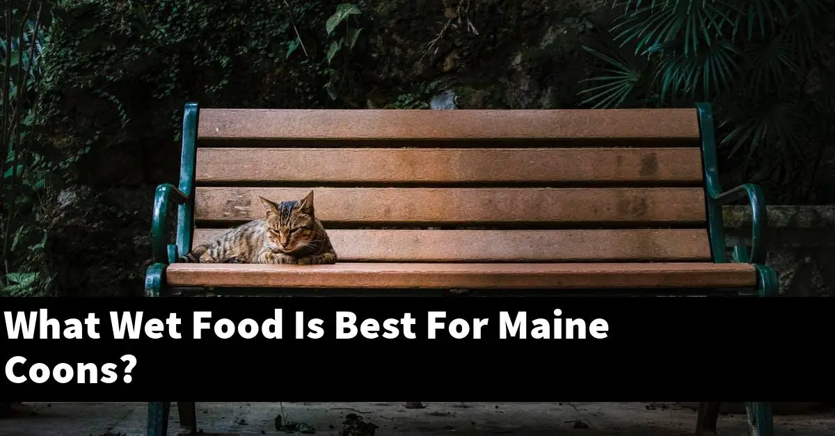 What Wet Food Is Best For Maine Coons?