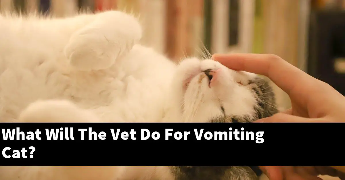 What Will The Vet Do For Vomiting Cat?