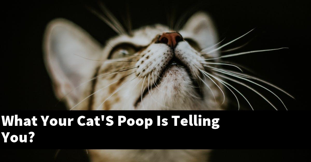 What Your Cat'S Poop Is Telling You?