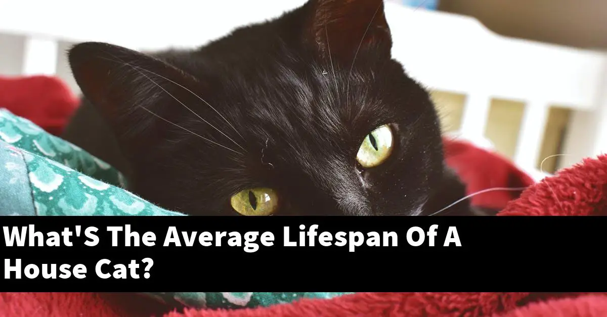 What'S The Average Lifespan Of A House Cat?