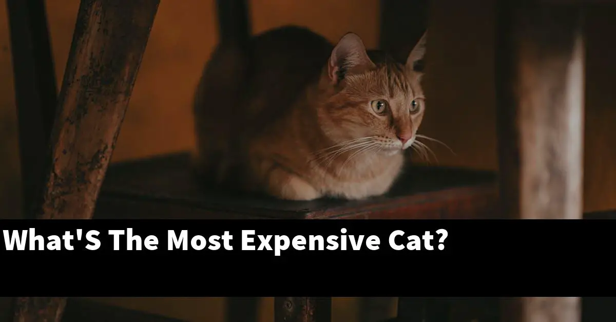 What'S The Most Expensive Cat?