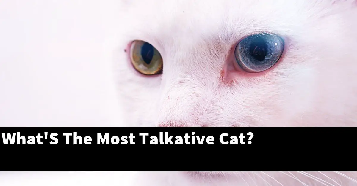 What'S The Most Talkative Cat?
