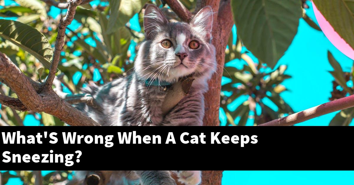 What'S Wrong When A Cat Keeps Sneezing?