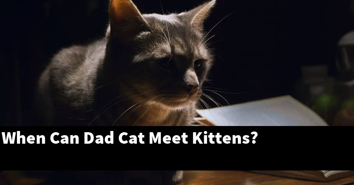 When Can Dad Cat Meet Kittens?