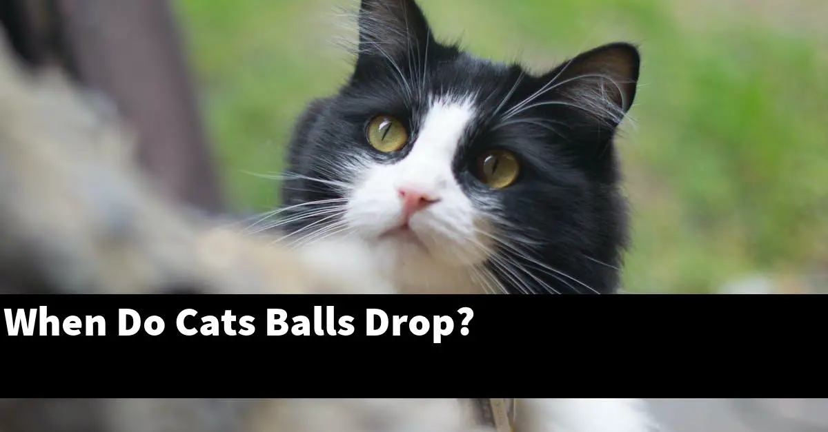When Do Cats Balls Drop?