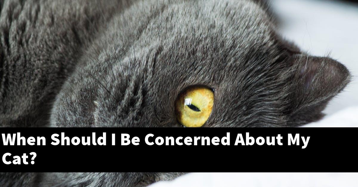 When Should I Be Concerned About My Cat?